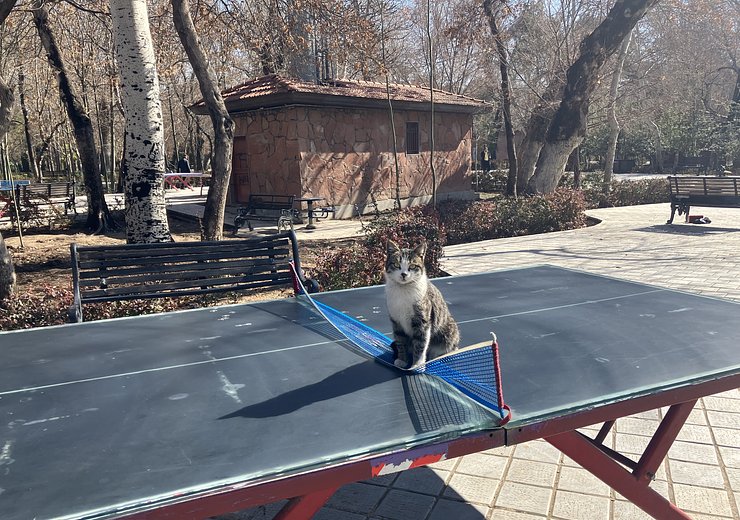 Cat reclaiming her space. / Student project.